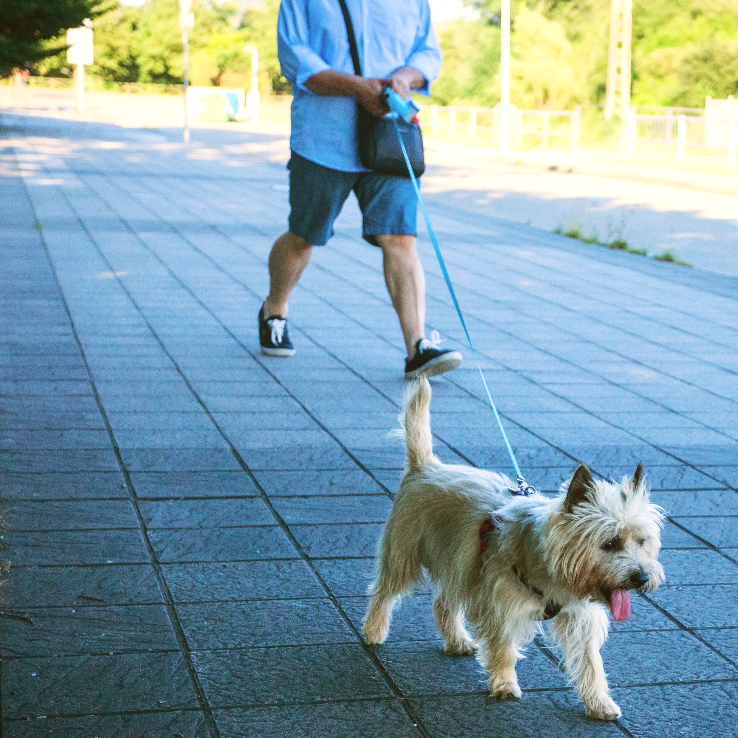 Man walking a dog